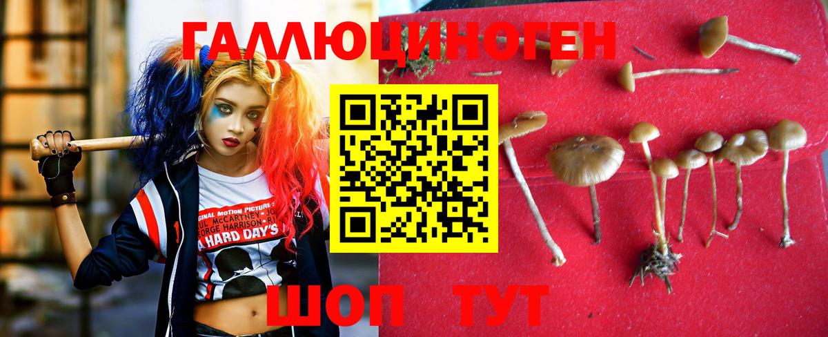 Элиста  Псилоцибиновые грибы прущие грибы  Вход с VPN 